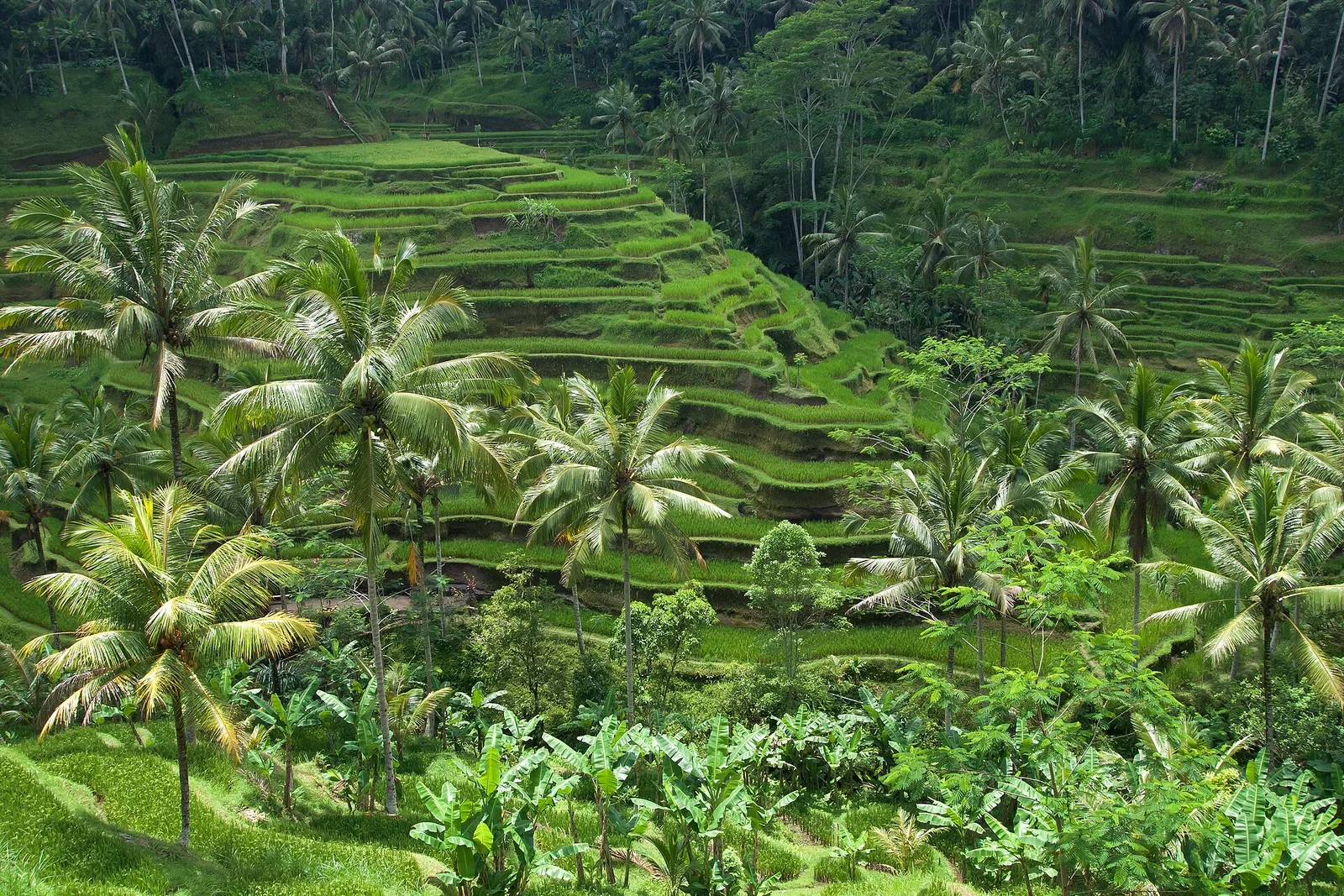 Green terraced rice fields climbing the hills at Tegallalang, Bali